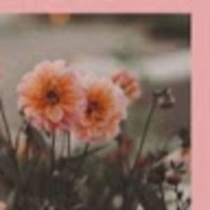 Meet your Posher, Celeste